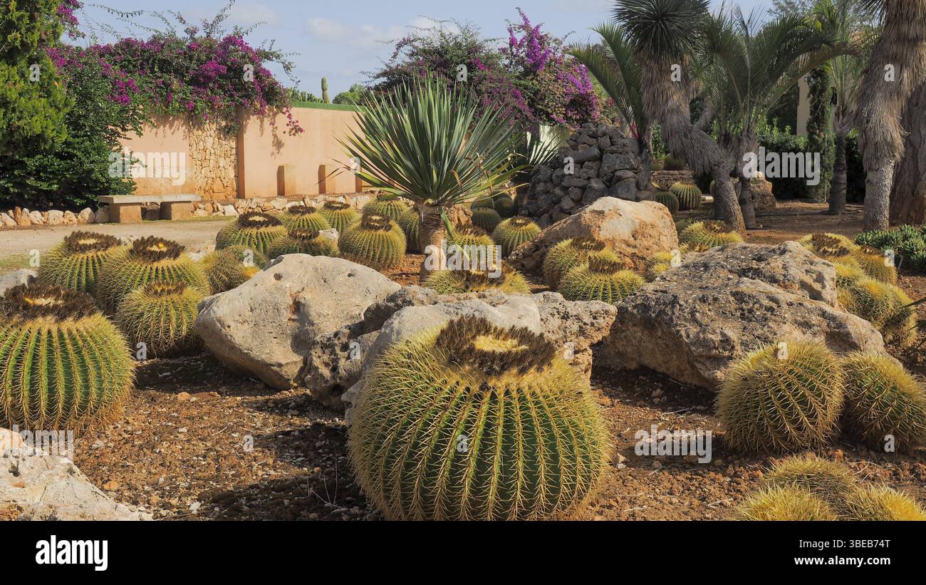 Cactus globe doré (Echinocactus grusonii) Banque D'Images