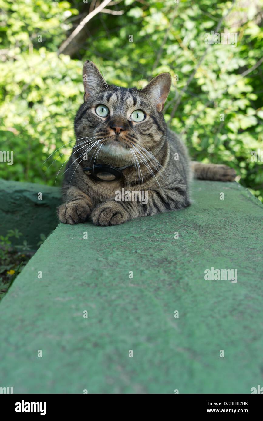 Un chat tabby aux yeux verts saisissants se prélasse sur une surface verte vibrante, entouré d'un feuillage luxuriant, son regard fixé au-delà du cadre, exsudant le curiosit Banque D'Images