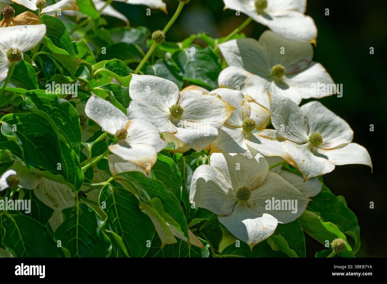 Cluster entièrement ouvert de fleurs blanches fleuries sur un Dogwood Kousa avec vue rapprochée sur le feuillage lors d'une journée ensoleillée brillante au printemps Banque D'Images Cluster entièrement ouvert de fleurs blanches fleuries sur un Dogwood Kousa avec vue rapprochée sur le feuillage lors d'une journée ensoleillée brillante au printemps Banque D'Images