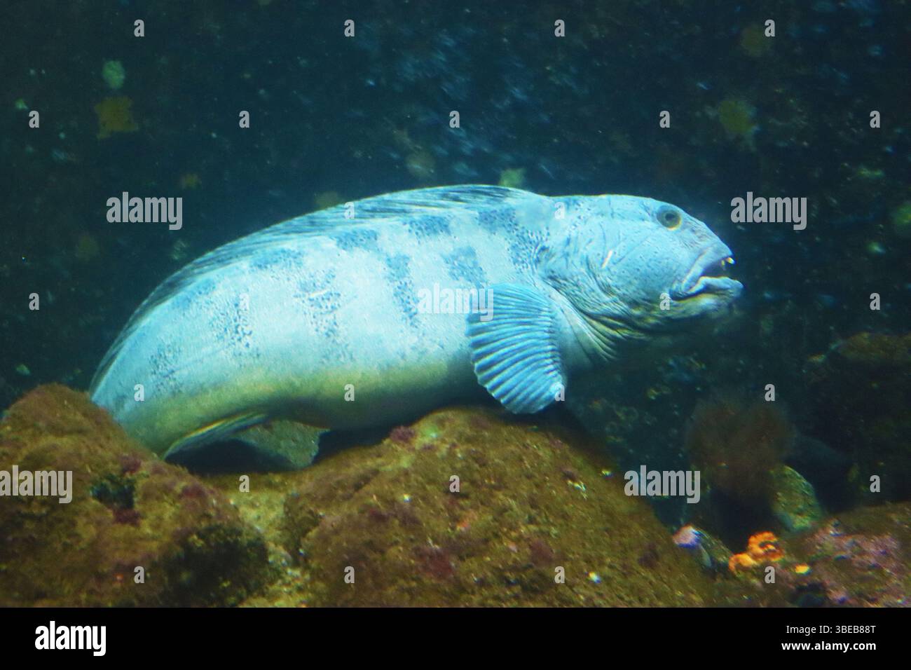 Le loup de l'Atlantique (Anarhichas lupus), également connu sous le nom de loup de mer, poisson-chat de l'Atlantique, poisson-chat de l'océan, poisson-diable, anguille de loup dans l'aquarium, Alesund Banque D'Images Le loup de l'Atlantique (Anarhichas lupus), également connu sous le nom de loup de mer, poisson-chat de l'Atlantique, poisson-chat de l'océan, poisson-diable, anguille de loup dans l'aquarium, Alesund Banque D'Images