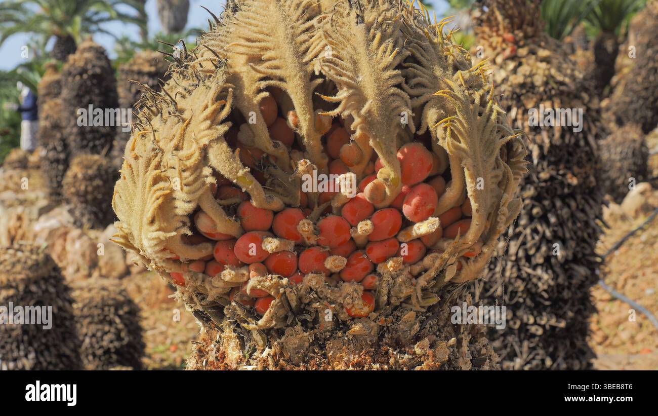 Palmiers nains (Chamaerops humilis) Banque D'Images