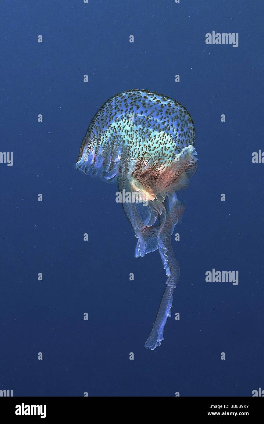 Méduses lumineuses (Pelagia noctiluca) Banque D'Images