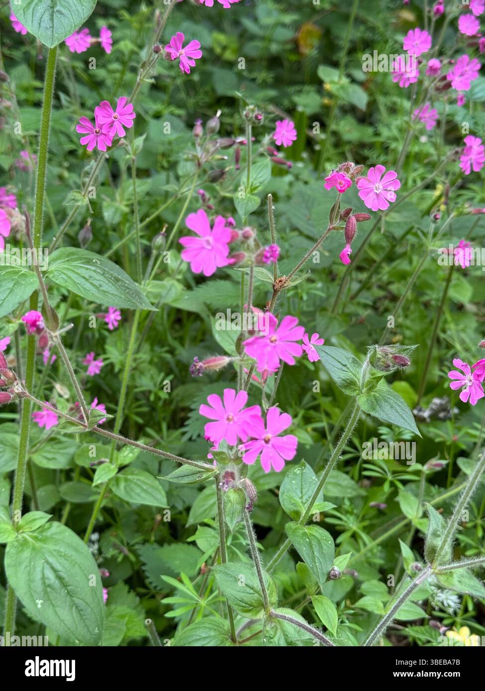 Fleur de campion rouge (Silene dioica) dans le sud du pays de Galles, mai Banque D'Images