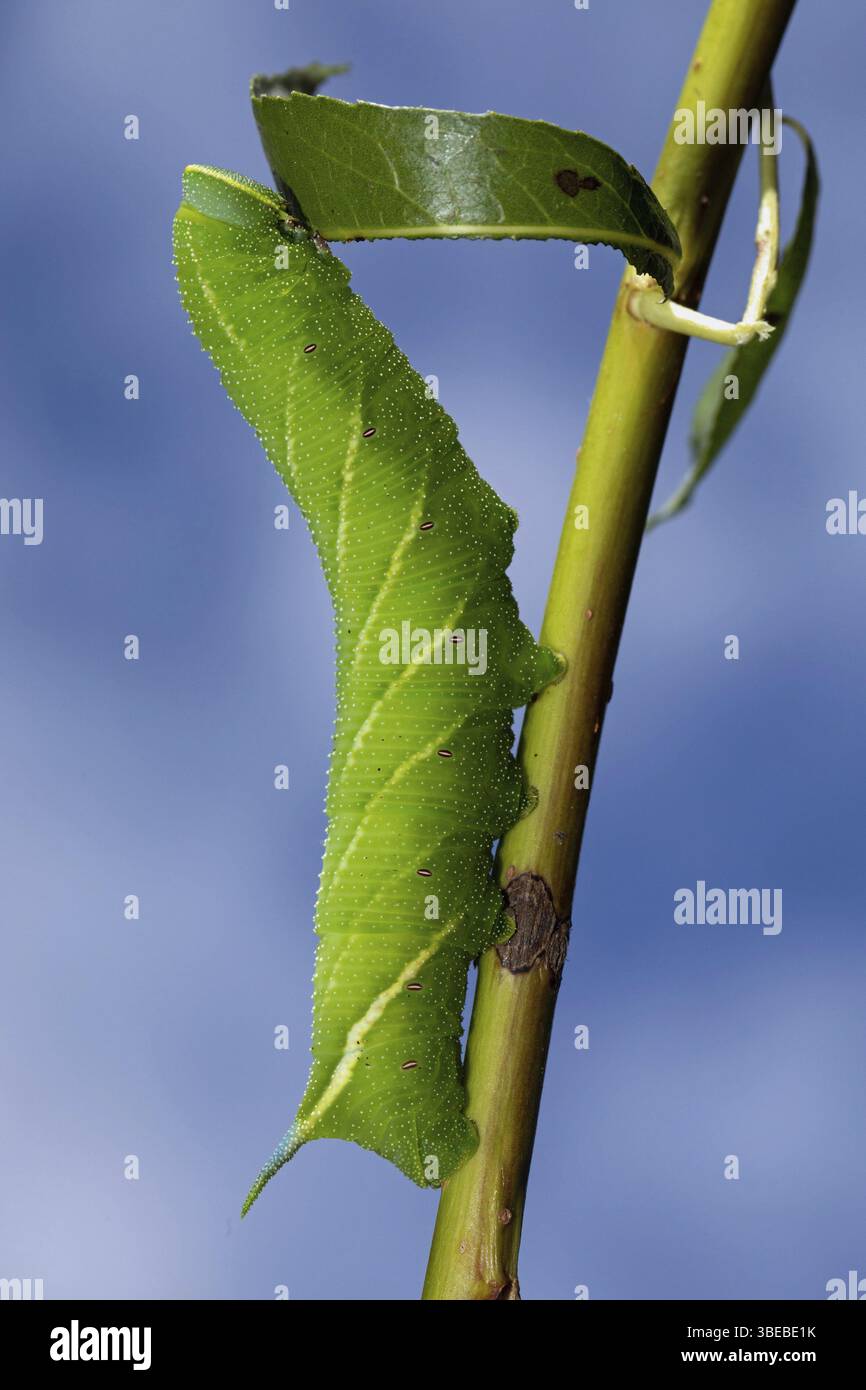 Papillons paon (Smerinthus ocellata) Banque D'Images
