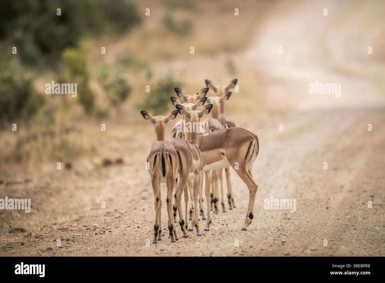 Un groupe d'impalas féminines jouant par derrière dans le parc national Kruger, Afrique du Sud, Afrique Banque D'Images