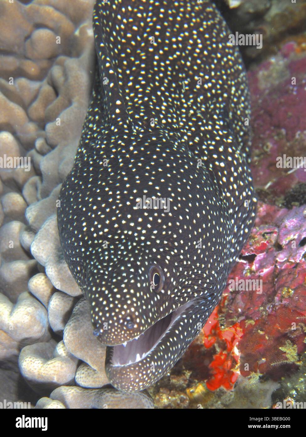 Moray à bouche blanche (Gymnothorax meleagris) Banque D'Images