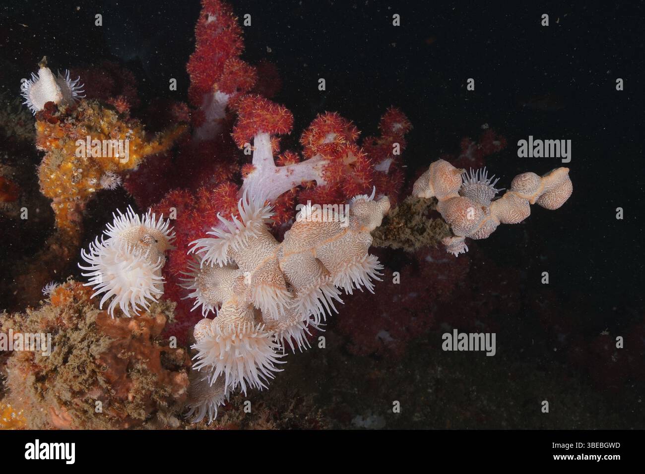 Anémone de tigre (Nemanthus annamensis) Banque D'Images