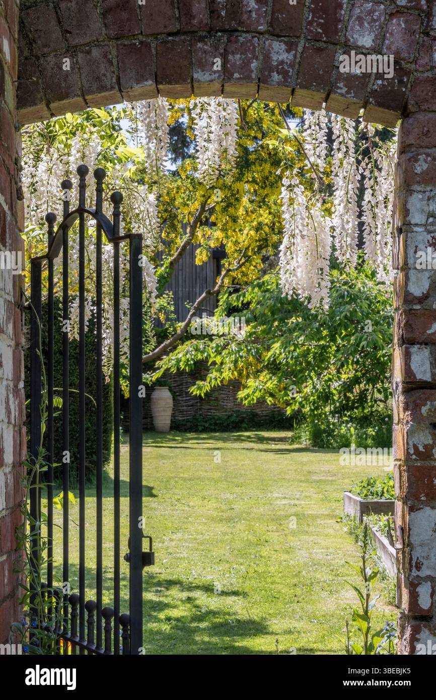 Une vue romantique à travers une porte de jardin dans un vieux mur de briques, drapé dans la wisteria blanche (Wisteria floribunda alba) - Royaume-Uni Banque D'Images