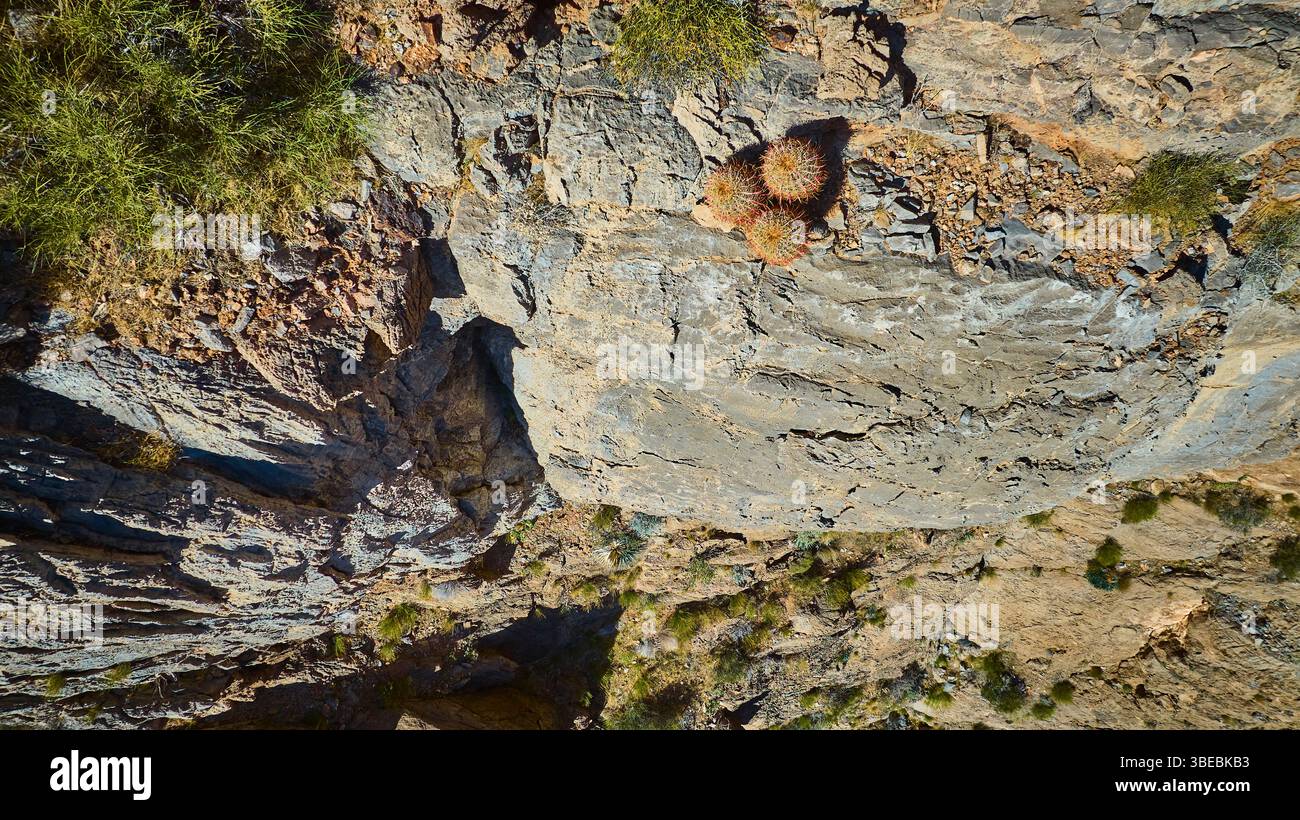 Grappe aérienne de cactus en fût sur le terrain du désert rocheux avec gazon sec vue de dessus en bas Banque D'Images