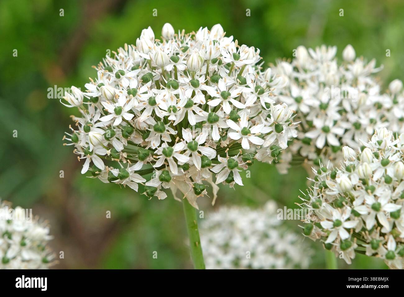 Allium nigrum blanc, ail noir, en fleur. Banque D'Images