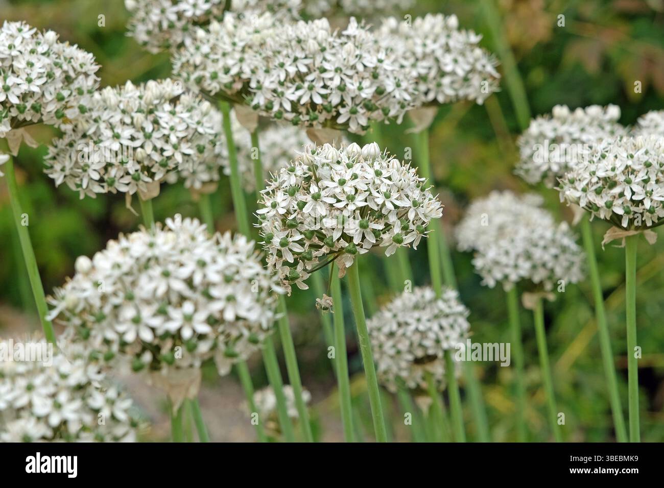 Allium nigrum blanc, ail noir, en fleur. Banque D'Images