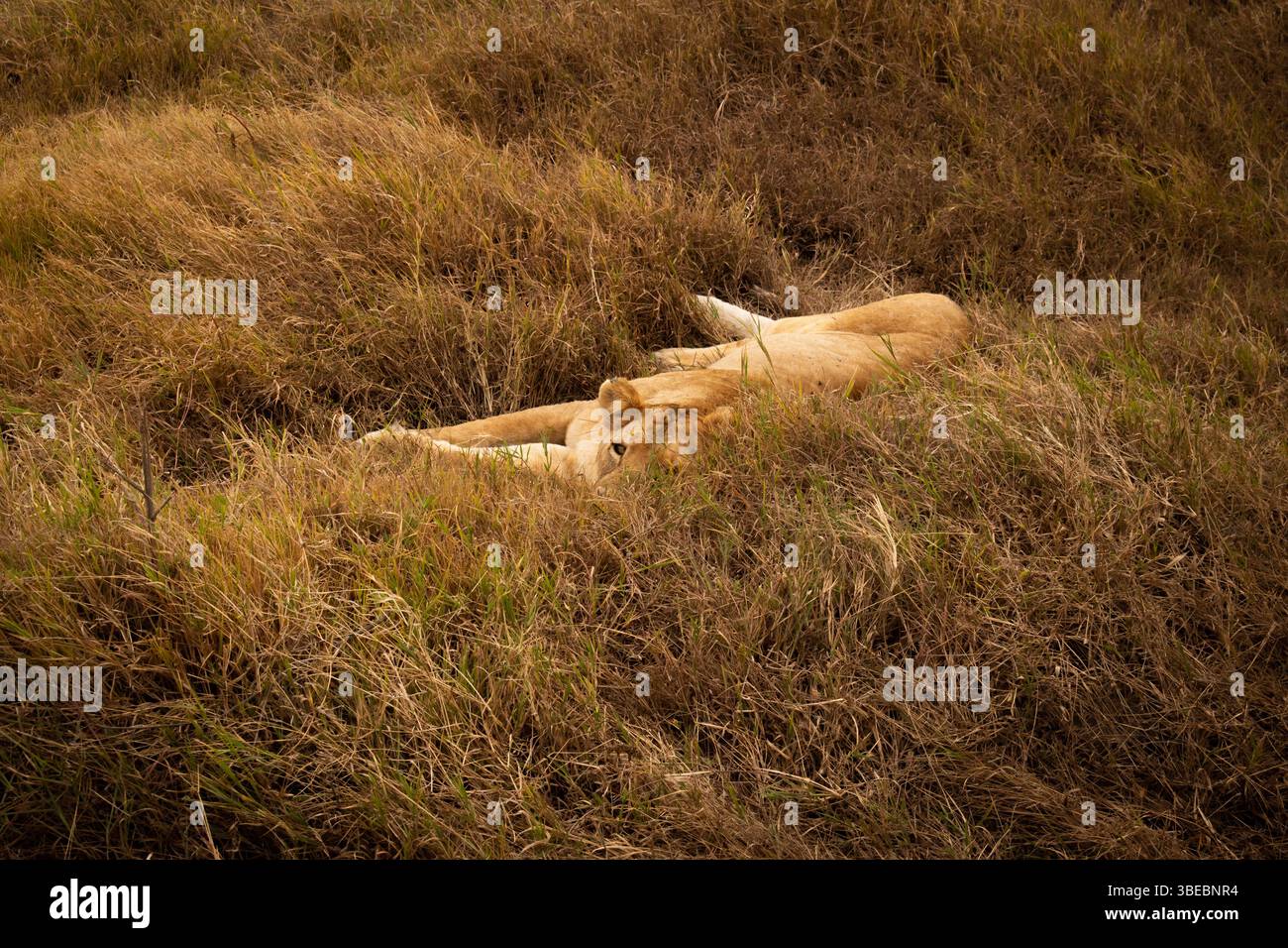 Lionne posée dans l'herbe dans la zone de conservation du cratère de Ngorongoro, Tanzanie Banque D'Images