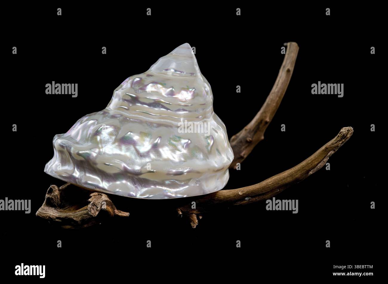 Coquillage turban ondulé nacré Astraea turbanicum reposant sur un morceau de bois flotté texturé, isolé sur un fond noir. La coquille est iridesc Banque D'Images