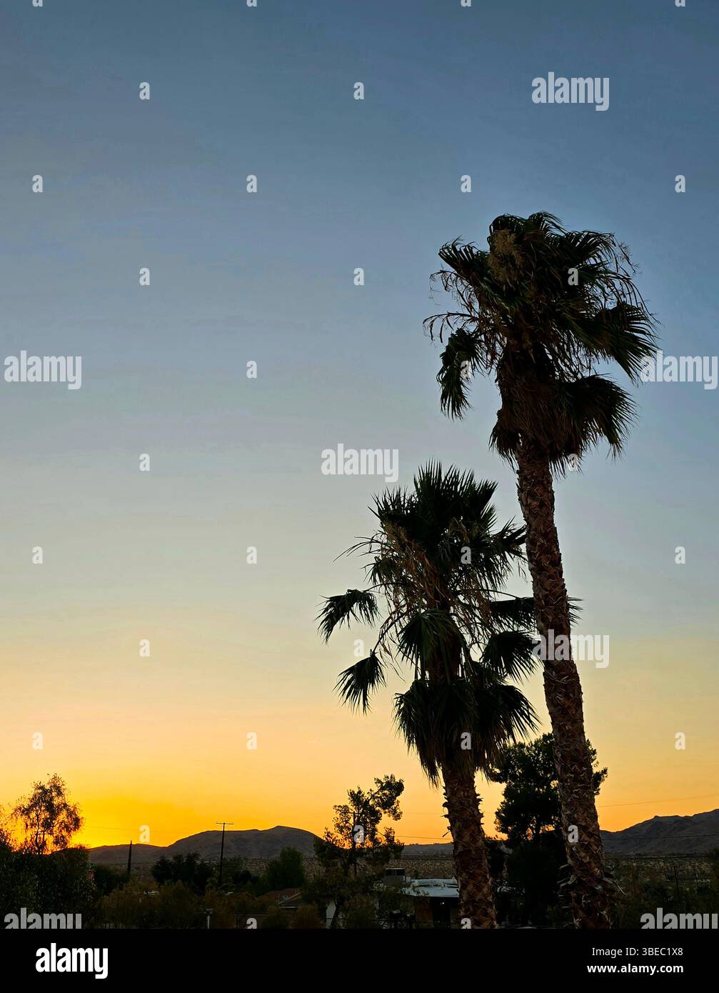 Palmiers silhouettés au coucher du soleil à Joshua Tree, Californie, avec une lueur chaude du désert dans le ciel. Banque D'Images