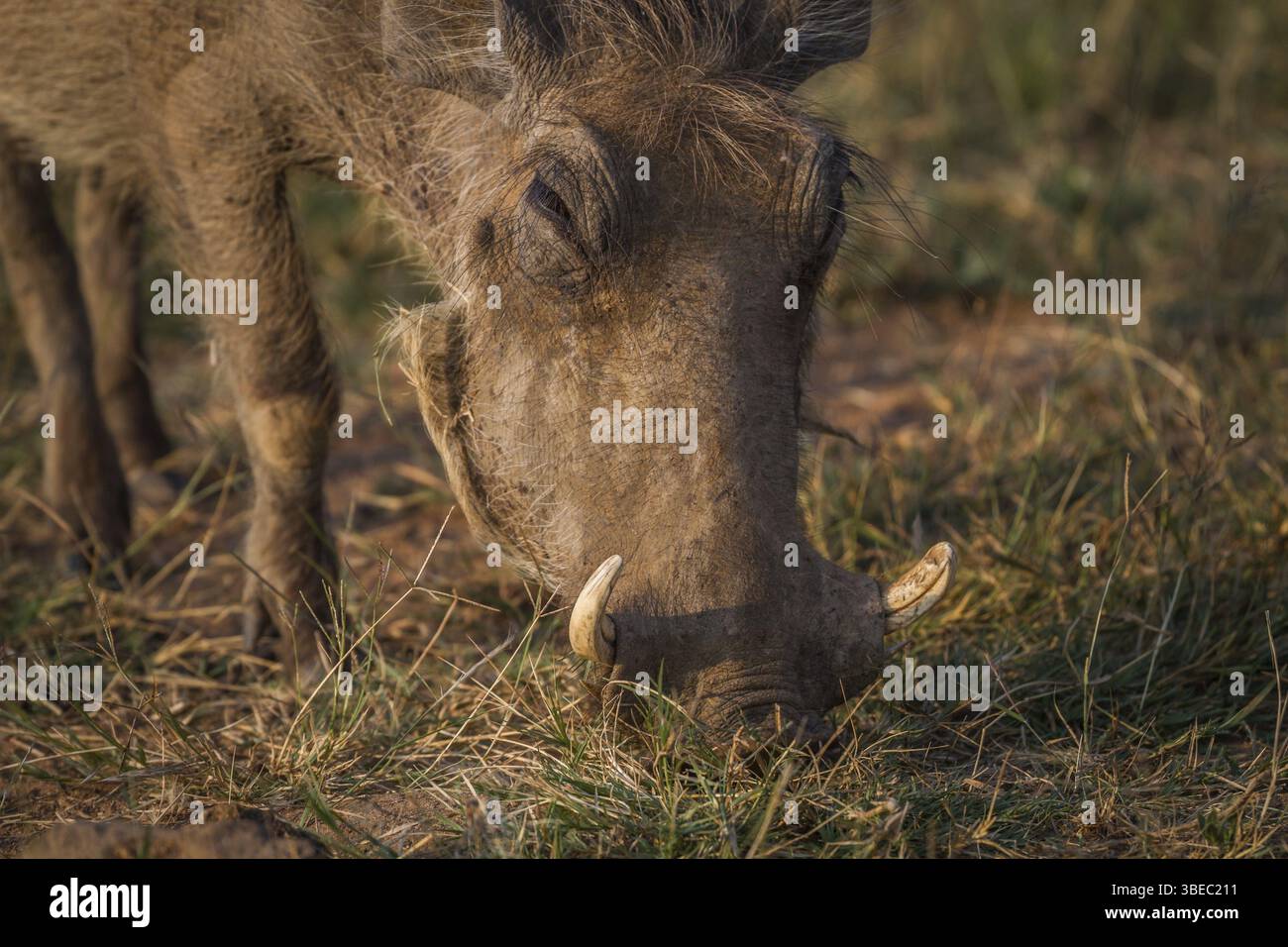 Gros plan d'un phacochère mangeant dans le parc national de Pilanesberg, Afrique du Sud, Afrique Banque D'Images