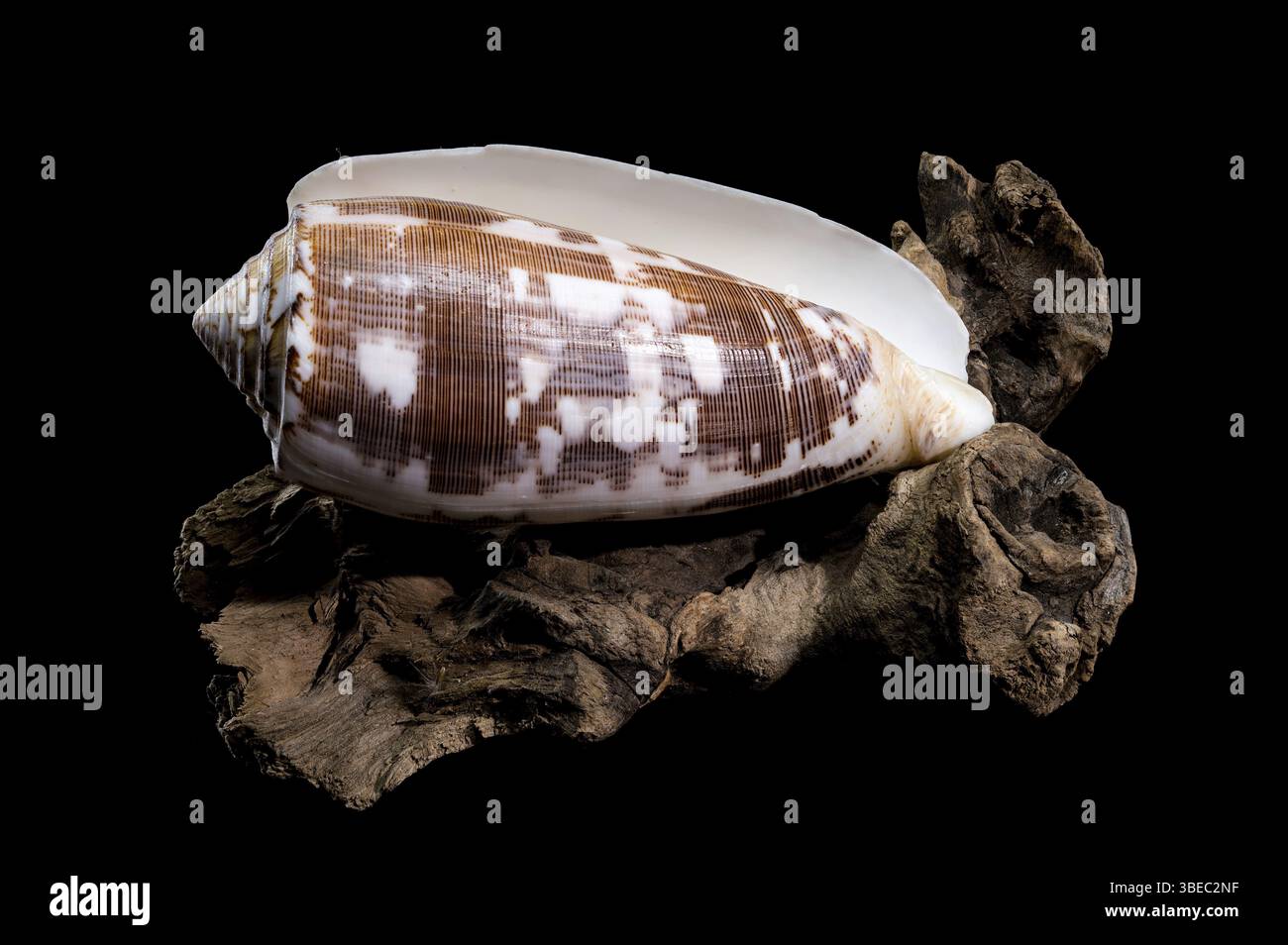 Gros plan d'un Conus striatus, communément appelé coquille de cône strié, présentant ses motifs spiraux complexes et ses tons terreux, reposant sur la texture Banque D'Images