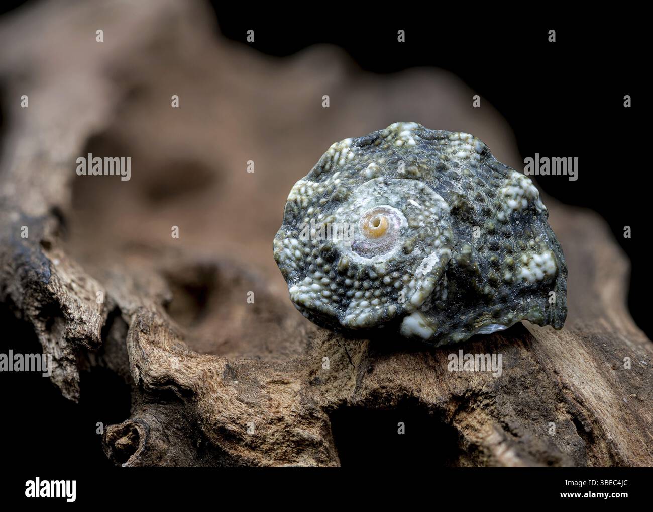 Un gros plan d'un petit coquillage bleu et épi reposant sur un morceau de bois flotté, mettant en valeur sa texture complexe et sa couleur vibrante, Odessa, Ukraine, Euro Banque D'Images