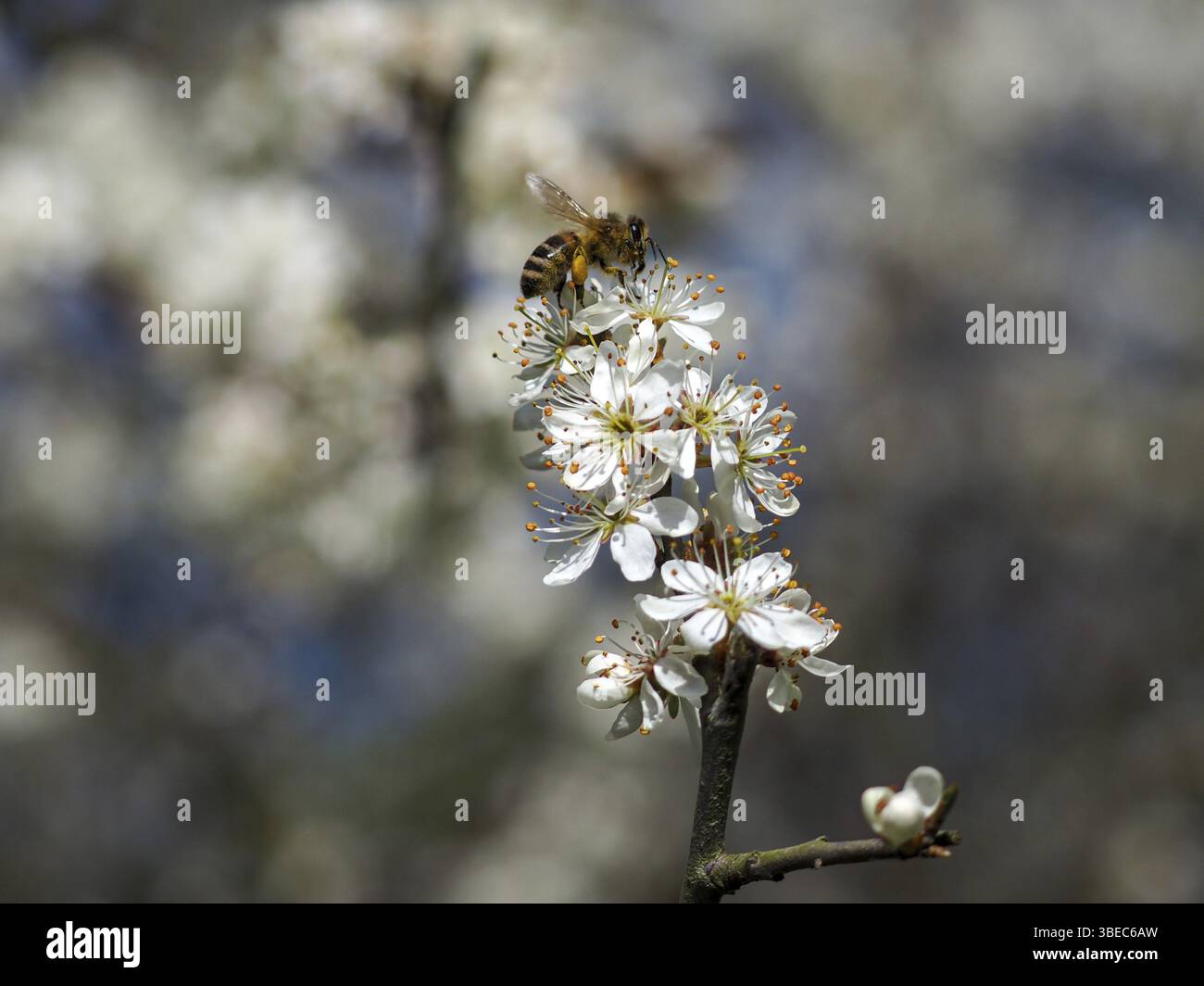 Abeille à miel sur aubépine commune (Apis mellifera Crataegus monogyna) Banque D'Images