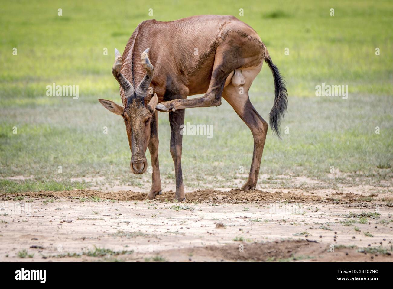 Hartebeest rouge se grattant dans le parc transfrontalier de Kgalagadi, Afrique du Sud, Afrique Banque D'Images