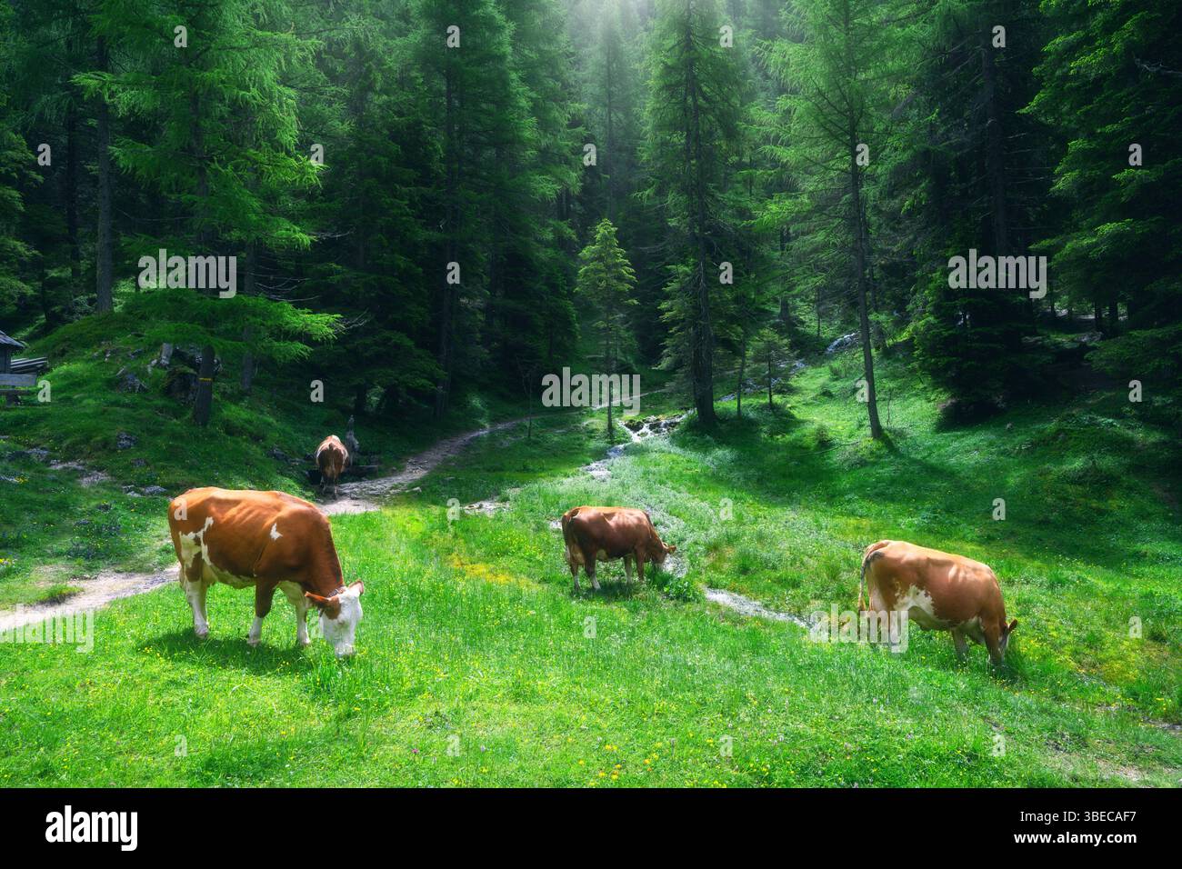 Vaches brunes et blanches qui paissent sur une prairie verte vibrante remplie de fleurs sauvages jaunes dans la forêt verte dans les montagnes alpines. Drôles de vaches mignonnes dans Dolomite Banque D'Images