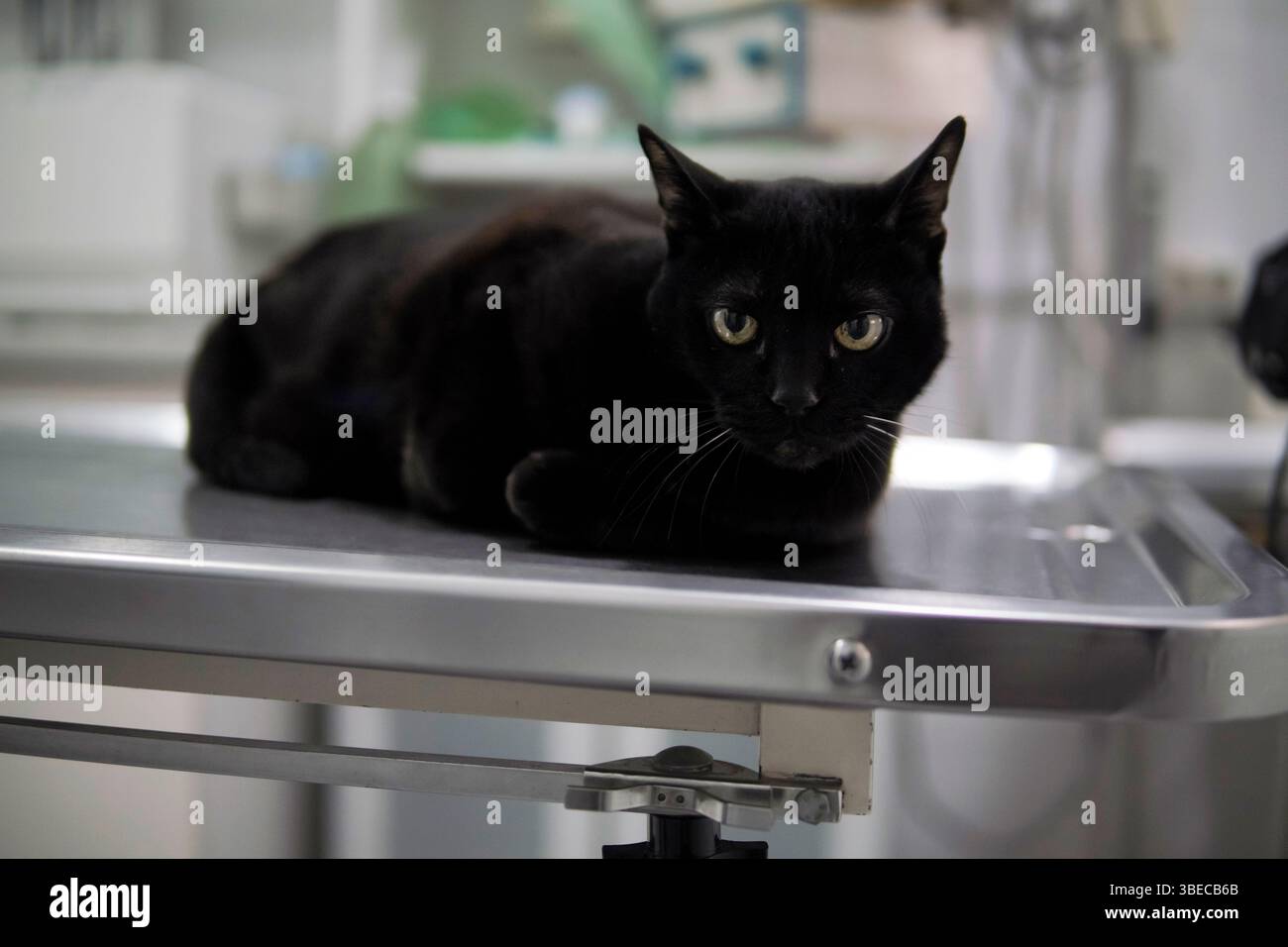 chat noir en vétérinaire Banque D'Images