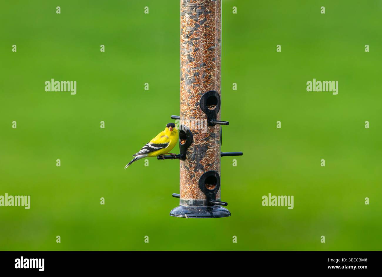 Goldfinch américain mâle à la mangeoire d'oiseaux Banque D'Images