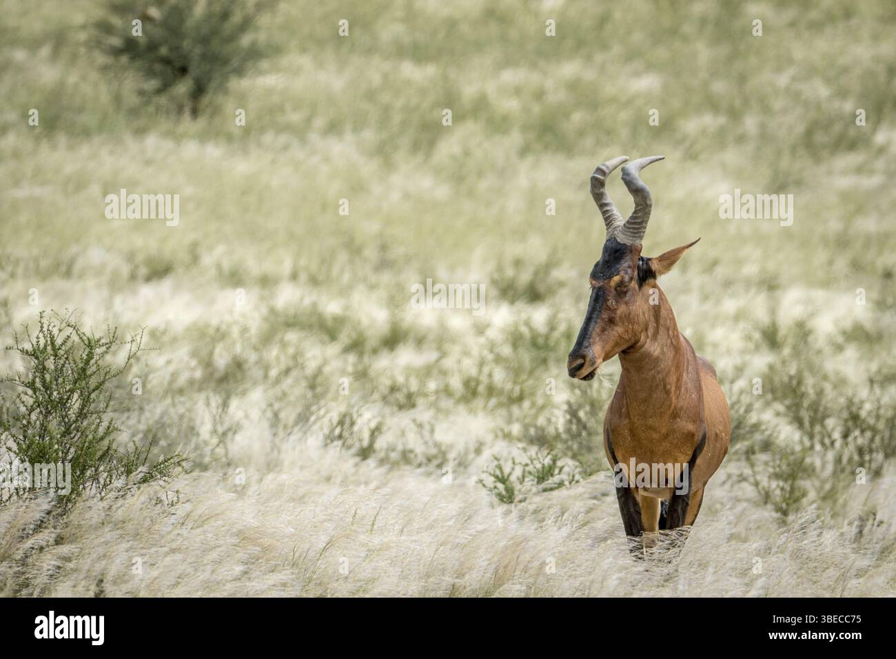 Hartebeest rouge debout dans les hautes herbes dans le Kalagadi TransFrontier Park, Afrique du Sud, Afrique Banque D'Images