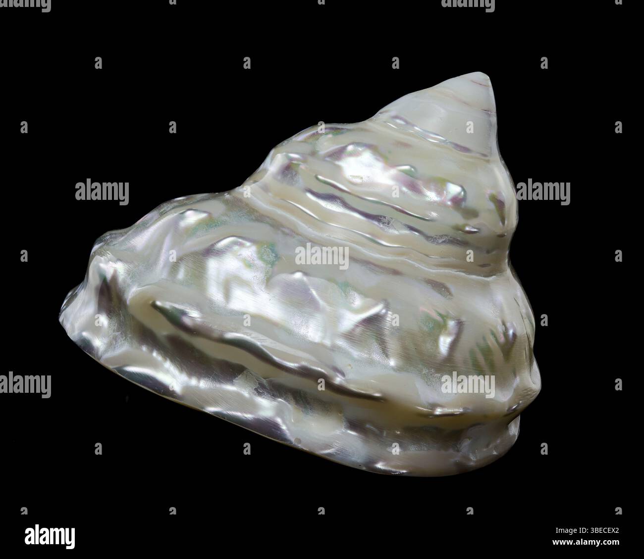 Gros plan d'un coquillage turban ondulé nacré Astraea turbanicum avec une surface irisée, isolé sur un fond noir. La texture ondulée de la coquille a Banque D'Images
