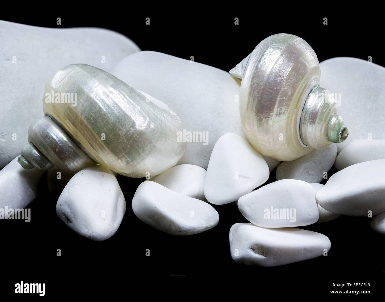 Gros plan d'une coquille d'escargot de turban nacré reposant entre deux pierres blanches lisses sur un fond noir. La surface irisée de la coquille contraste avec W. Banque D'Images