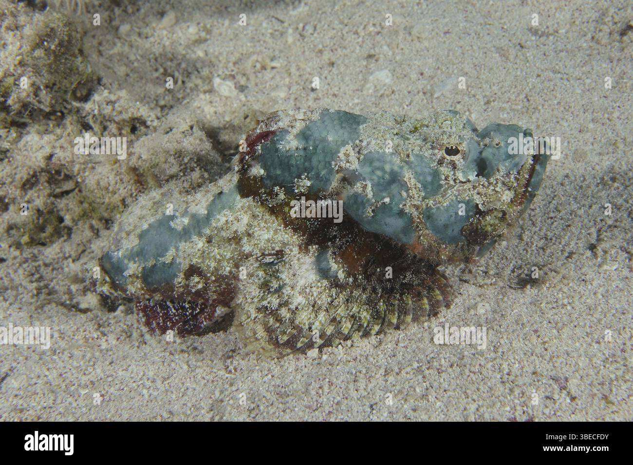 Scorpaenopsis diabolus (Scorpaenopsis diabolus) Banque D'Images