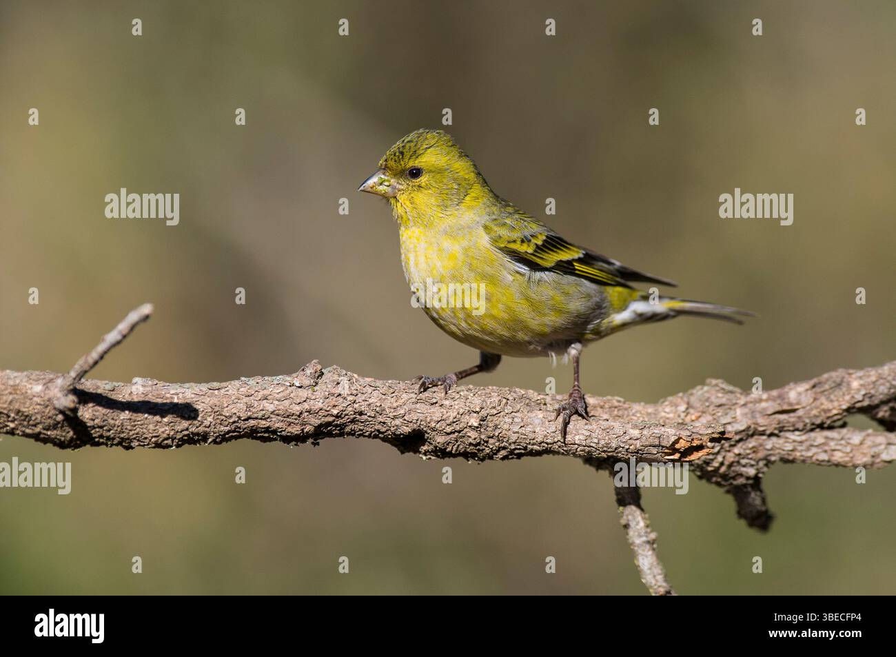 Siskin à meneaux noir, Spinus barbatus, dans l'environnement de la forêt de Calden, la Pampa, Argentine. Banque D'Images
