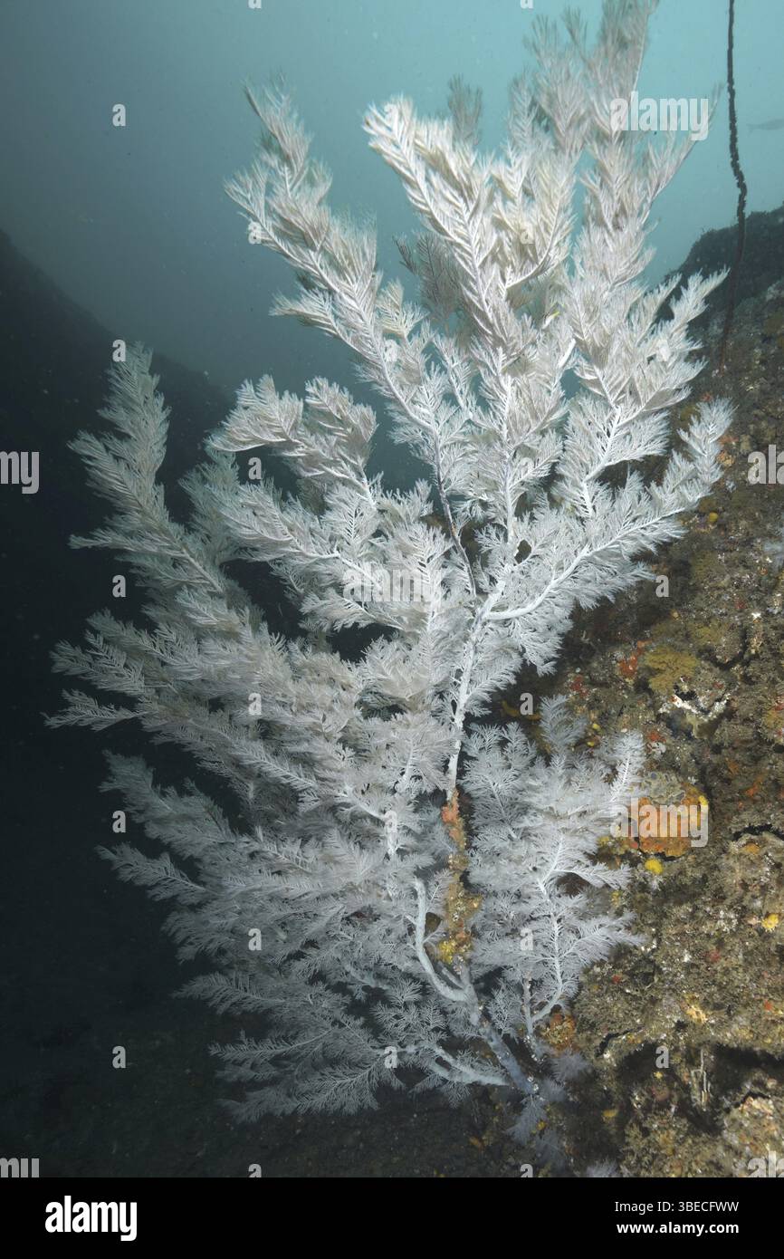 Arbre de Noël corail (Antipathes dendrochristos) Banque D'Images