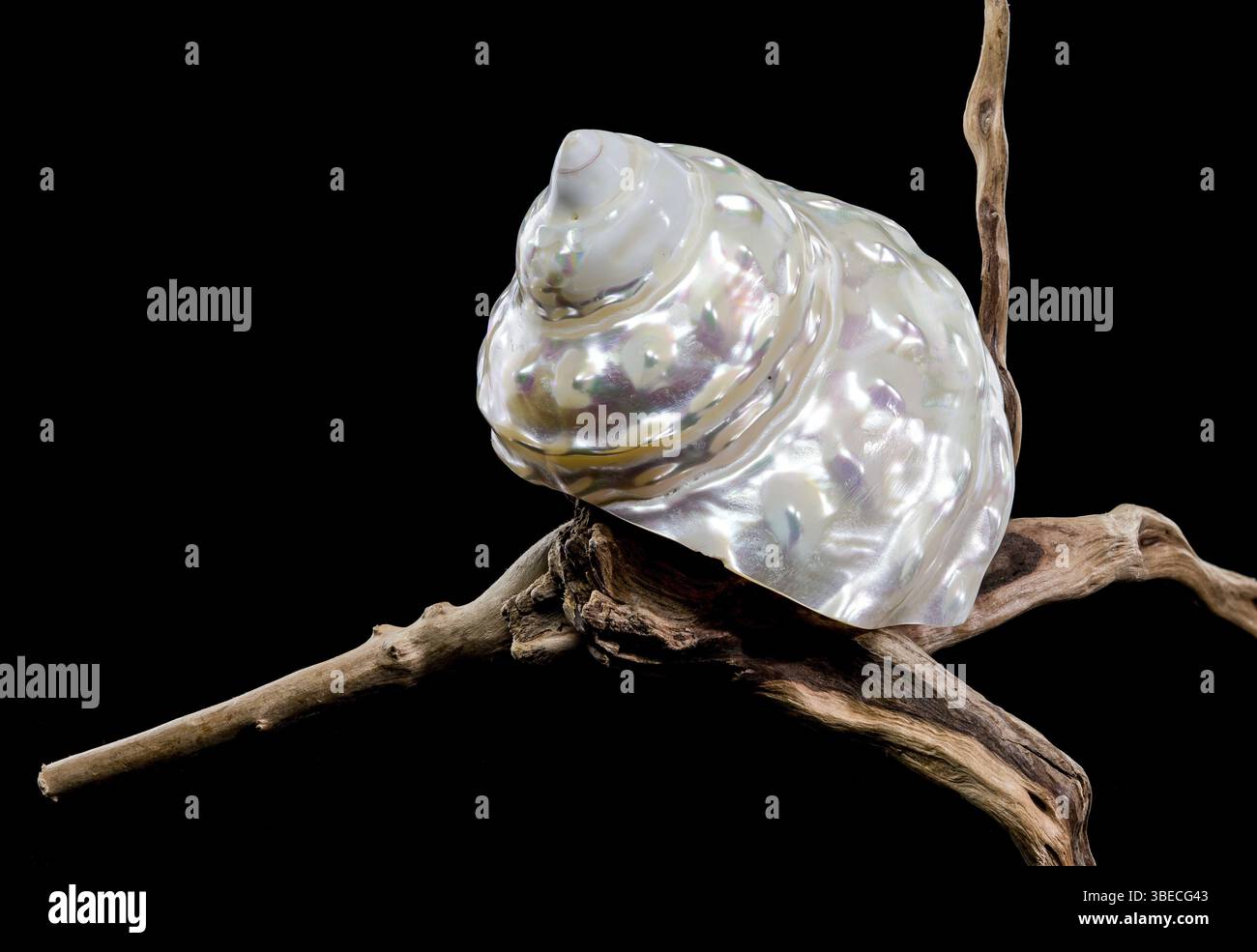 Coquillage turban ondulé nacré Astraea turbanicum reposant sur un morceau de bois flotté texturé, isolé sur un fond noir. La coquille est iridesc Banque D'Images