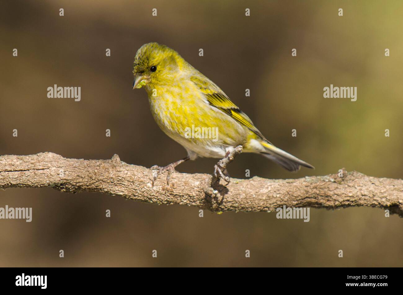 Siskin à meneaux noir, Spinus barbatus, dans l'environnement de la forêt de Calden, la Pampa, Argentine. Banque D'Images