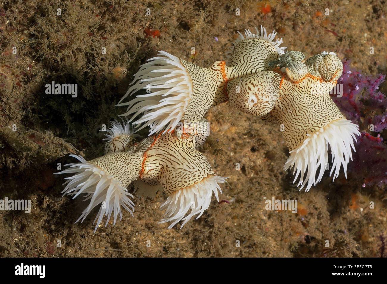 Anémone de tigre (Nemanthus annamensis) Banque D'Images