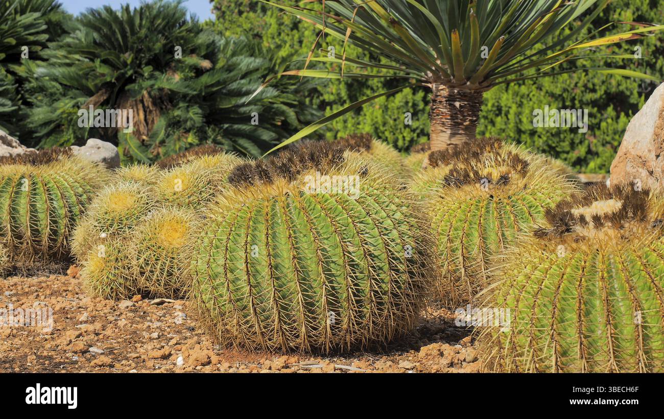 Cactus globe doré (Echinocactus grusonii) Banque D'Images