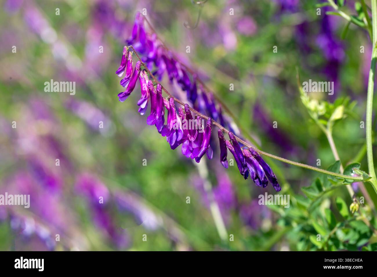 Vicia villosa, connue sous le nom de vesce poilue, de vesce fourragère ou de vesce d'hiver, est une plante originaire Banque D'Images
