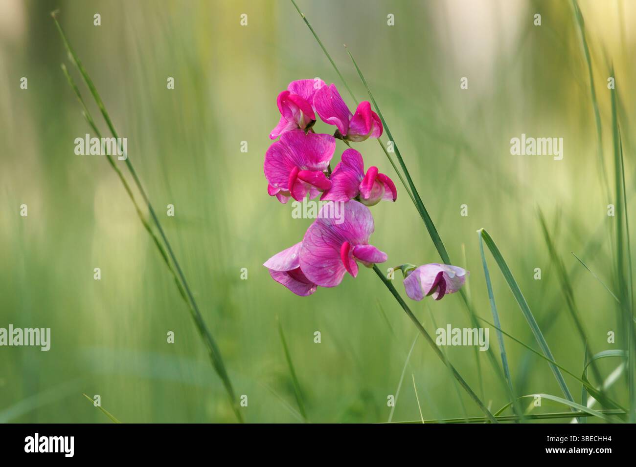 Jeune plante grimpante éternelle de pois (Lathyrus latifolius) parmi l'herbe verte floue, Lorcha, Espagne Banque D'Images