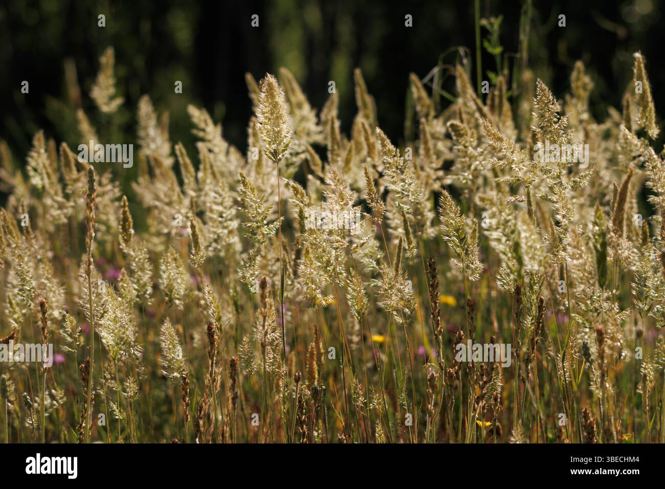 Beau fond de pointes de l'herbe Calamagrostis epigejos rétro-éclairé sur les rives de la rivière Serpis, Lorcha, Espagne Banque D'Images