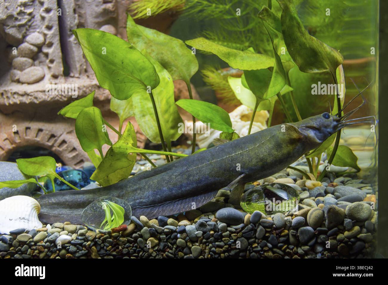 Des mouches dans un aquarium d'eau douce Banque D'Images