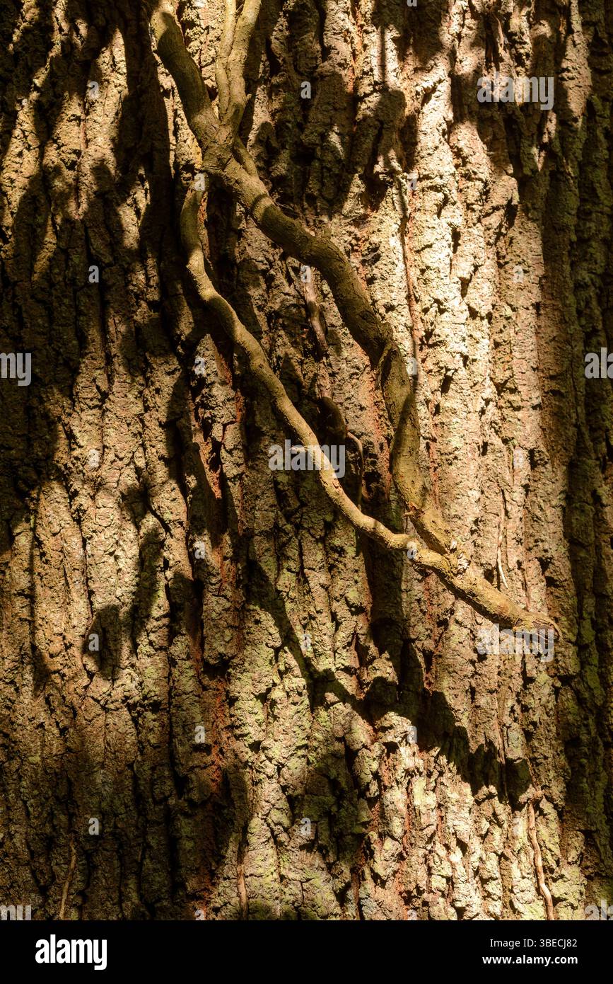Écorce d'arbre à l'ombre partielle Banque D'Images