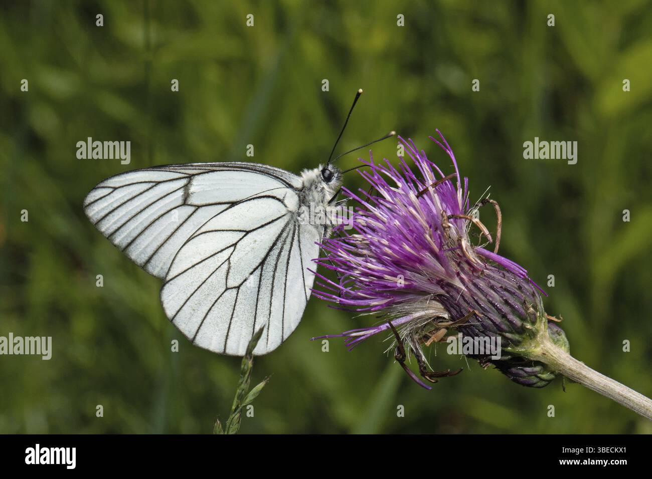 Arbre papillon blanc (Aporia crataegi) Banque D'Images