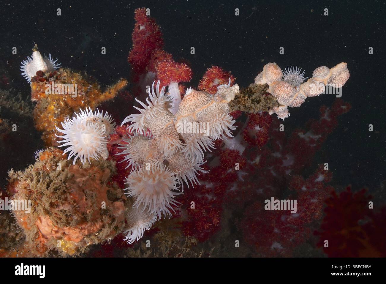 Anémone de tigre (Nemanthus annamensis) Banque D'Images