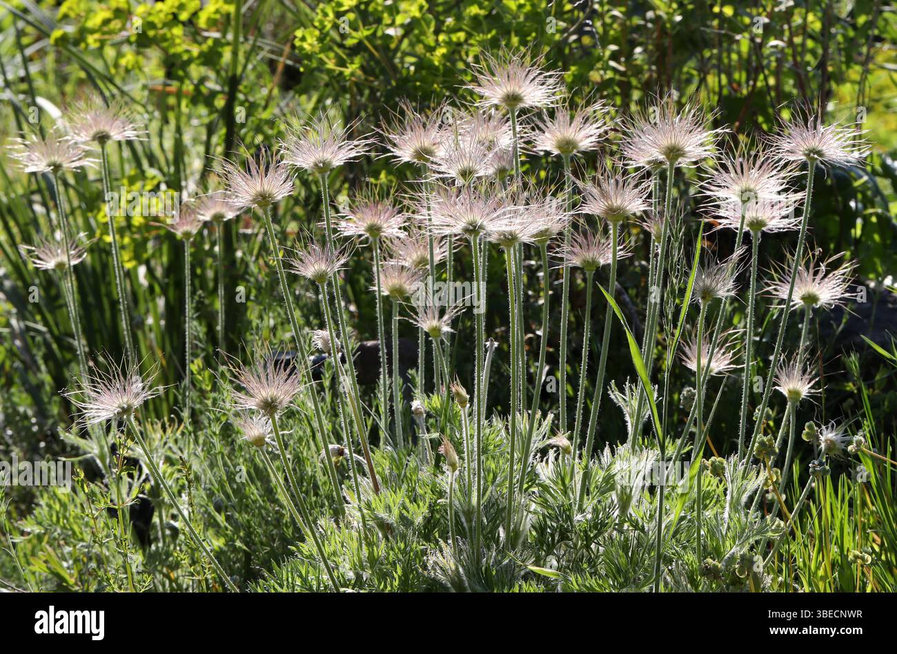 Têtes de graines de la fleur de Pasque (ou Pasqueflower), fleur de vent, crocus de Prairie, fleur de Pâques, ou anémone de prairie, Pulsatilla montana, Ranunculaceae. Banque D'Images