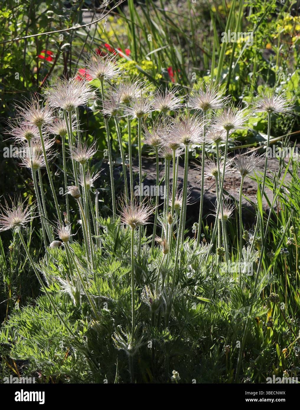 Têtes de graines de la fleur de Pasque (ou Pasqueflower), fleur de vent, crocus de Prairie, fleur de Pâques, ou anémone de prairie, Pulsatilla montana, Ranunculaceae. Banque D'Images