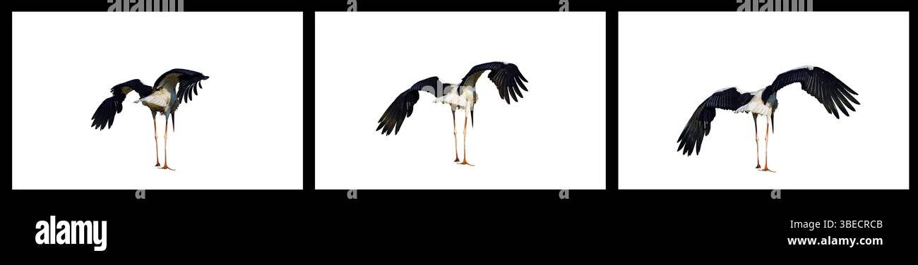 Triptyque d'une cigogne blanche déployant ses ailes en trois étapes, mettant en évidence son envergure, sa posture et ses détails de plume sur un fond blanc. Banque D'Images