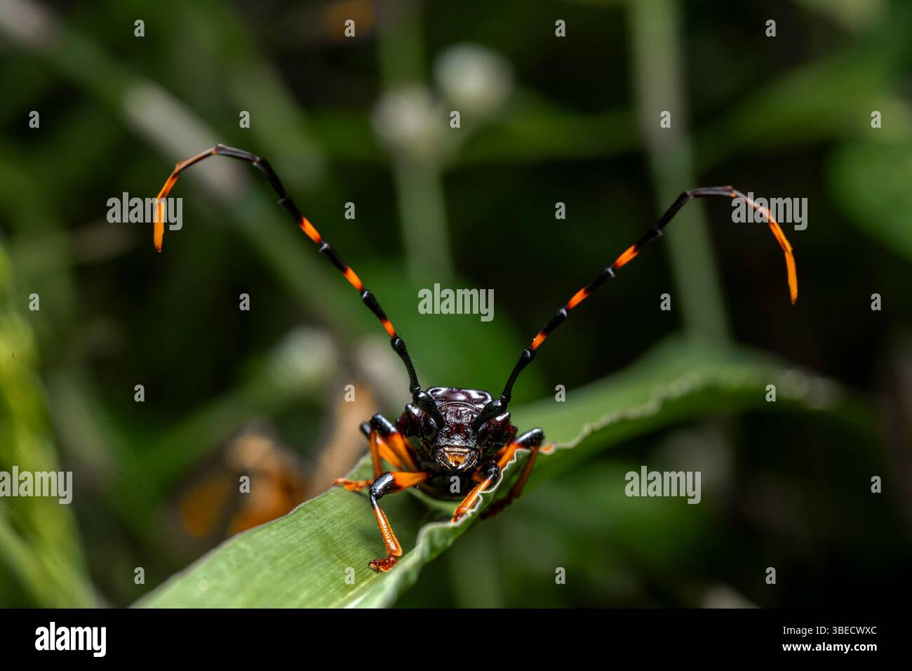 Dans l'image, vous pouvez voir un spécimen du coléoptère arlequin (Acrocinus longimanus), image de premier plan Banque D'Images