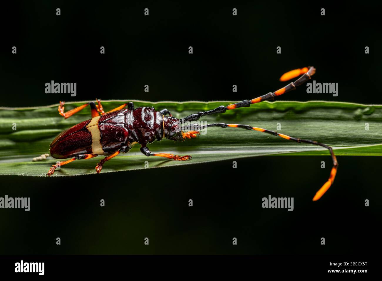 Dans l'image, vous pouvez voir un spécimen du coléoptère arlequin (Acrocinus longimanus), image de premier plan Banque D'Images
