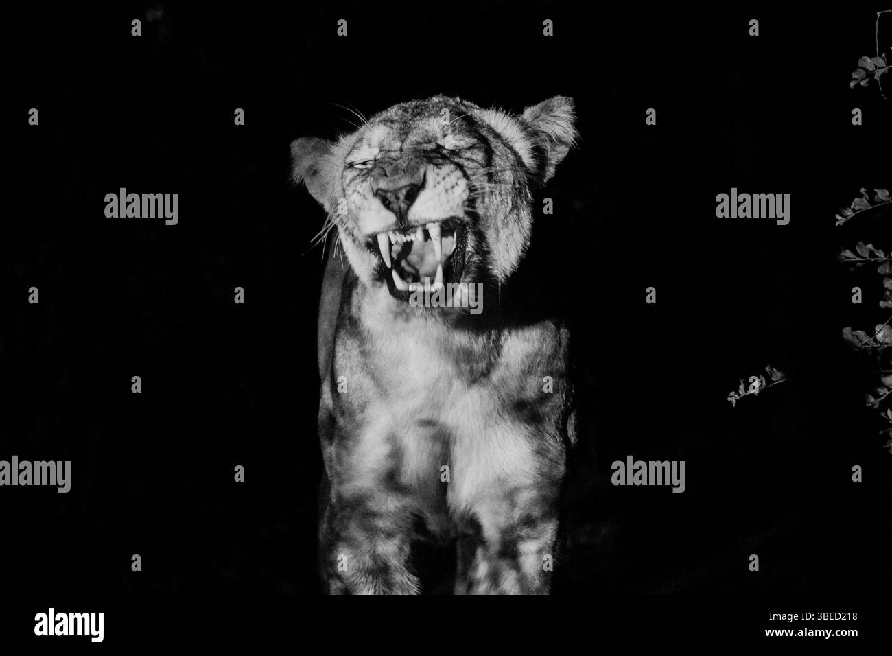 Photo en noir et blanc d'une lionne grognant dans le parc national Kruger, Afrique du Sud, Afrique Banque D'Images