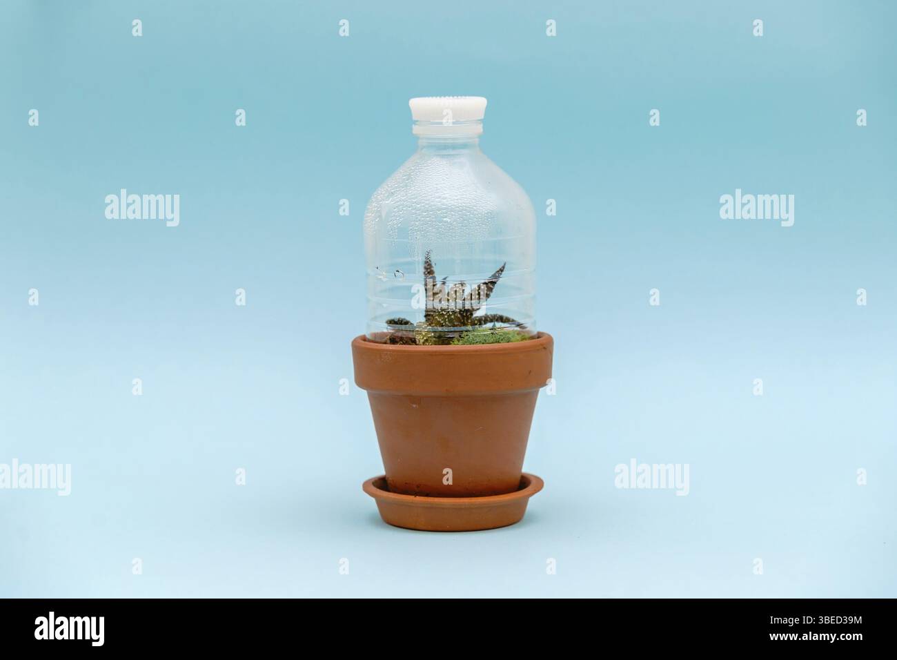 Pot de fleurs avec bouteille en plastique recyclée comme serre. Concept de réutilisation des éléments usagés. Jardinage domestique durable. Mode de vie à faible gaspillage. Sans déchets artisanaux h Banque D'Images